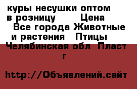 куры несушки.оптом 160 в розницу 200 › Цена ­ 200 - Все города Животные и растения » Птицы   . Челябинская обл.,Пласт г.